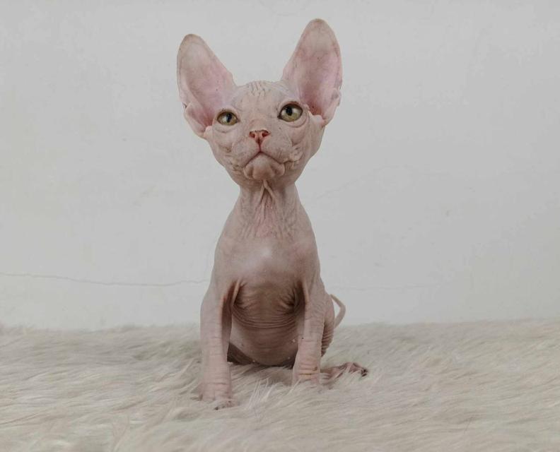 35.แมวสฟิงซ์/เพศผู้ หาบ้าน Sphynx Cat/Male looking for a new home