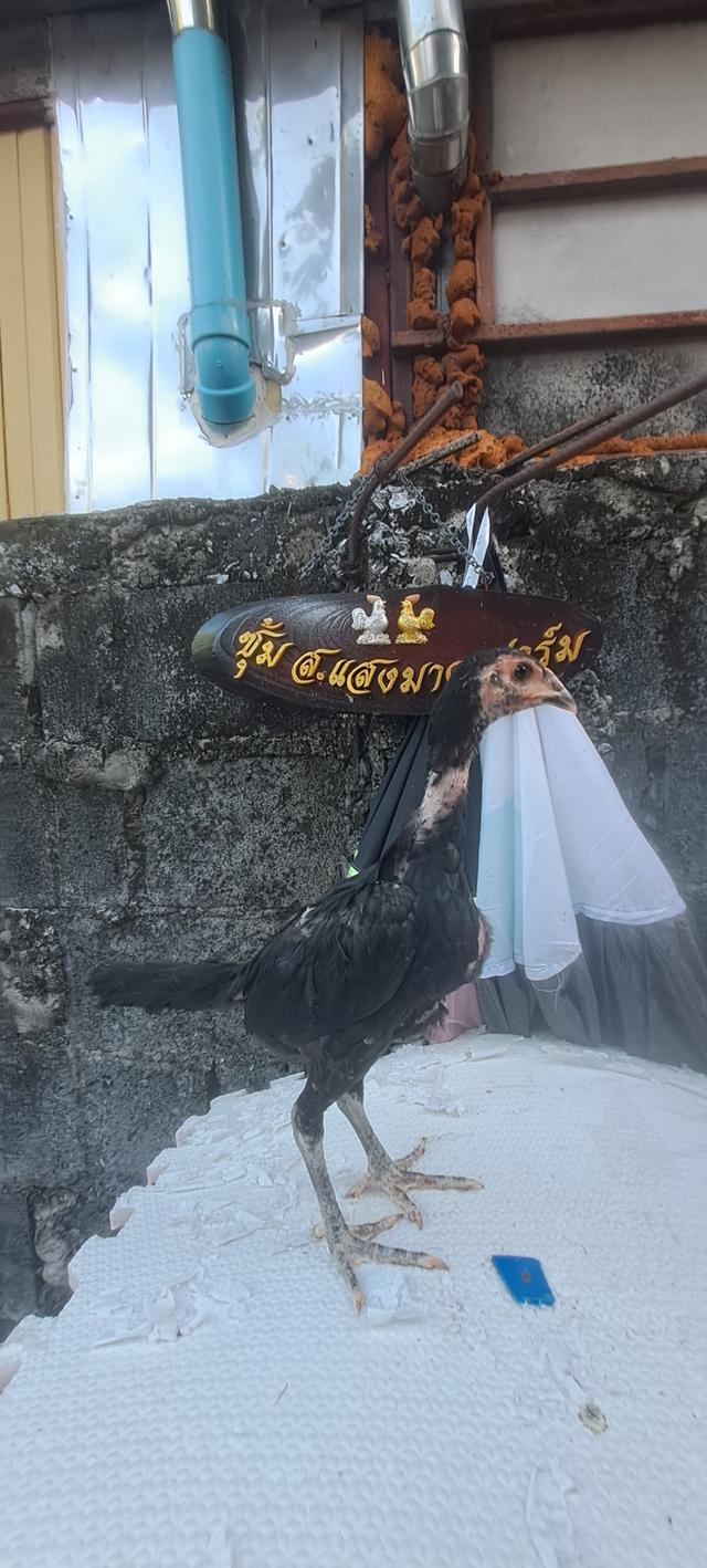 แบ่งสายพันธุ์ ลูกไก่ชน เหล่าพ่อแม่เงินล้าน รูปที่ 18