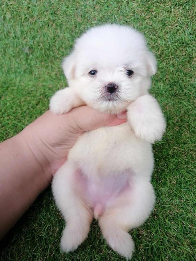 ดญ.มะลิ 3500  11