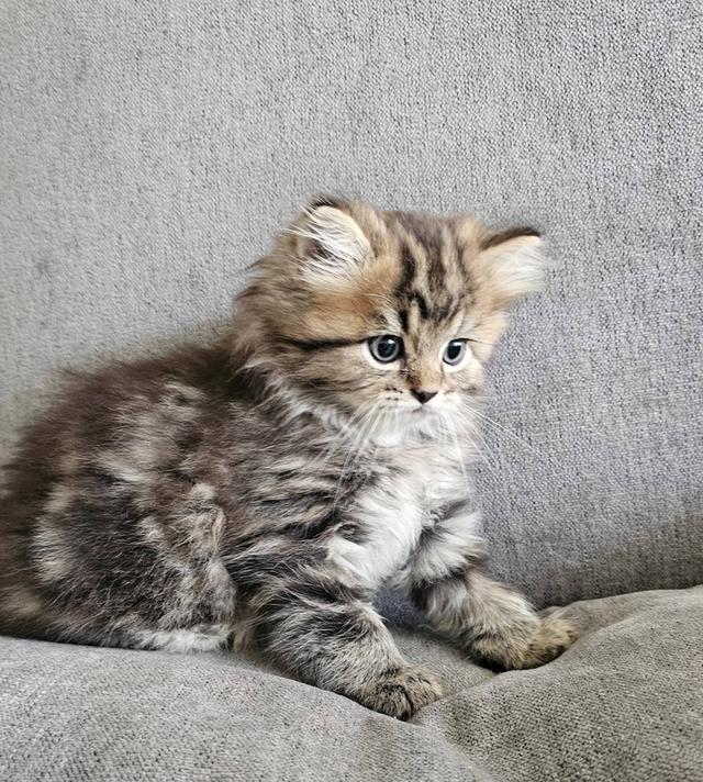 สก็อตติชโฟลด์ นกฮูกน้อย