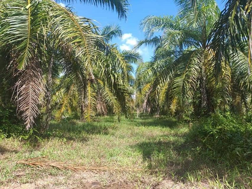 ที่ดิน สวนปาล์มน้ำมัน อ.หลังสวน จ.ชุมพร 11