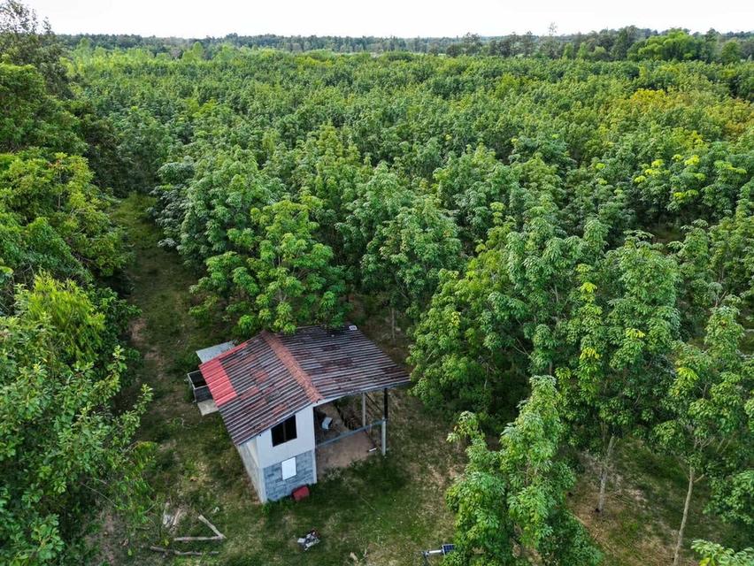 ที่ดินบ้านสวน บ้านท่าม่วง หนองลาด สกลนคร 6