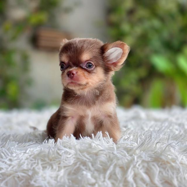 chihuahuaขนยาวสีช็อคหนุ่มหล่อ รูปที่ 5