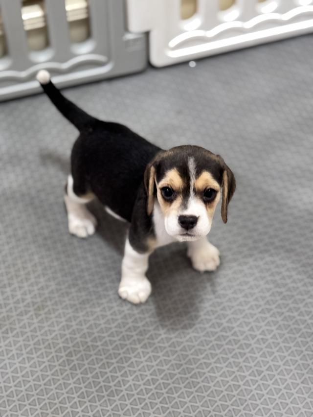 บีเกิ้ล (Beagle) Female ด.ญ 💯🏡 6