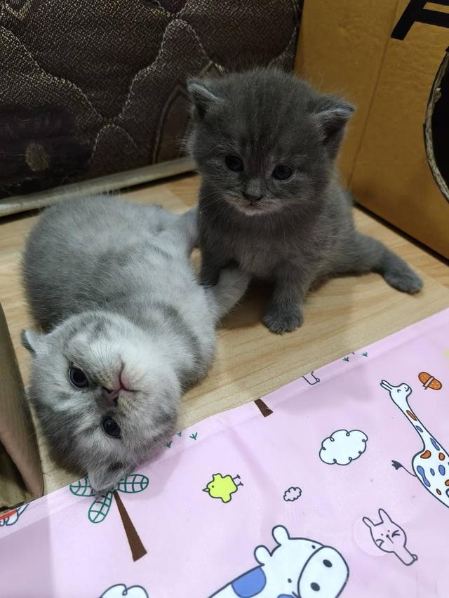 เเมวสก๊อตติส เเท้ 2