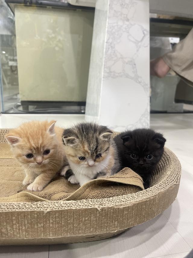 ลูกแมว British Shorthair + Scottish Fold 7