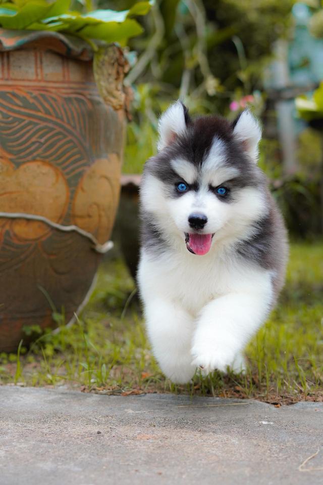 100% Purebred Siberian Husky Puppies — All Colors & Coats รูปที่ 6