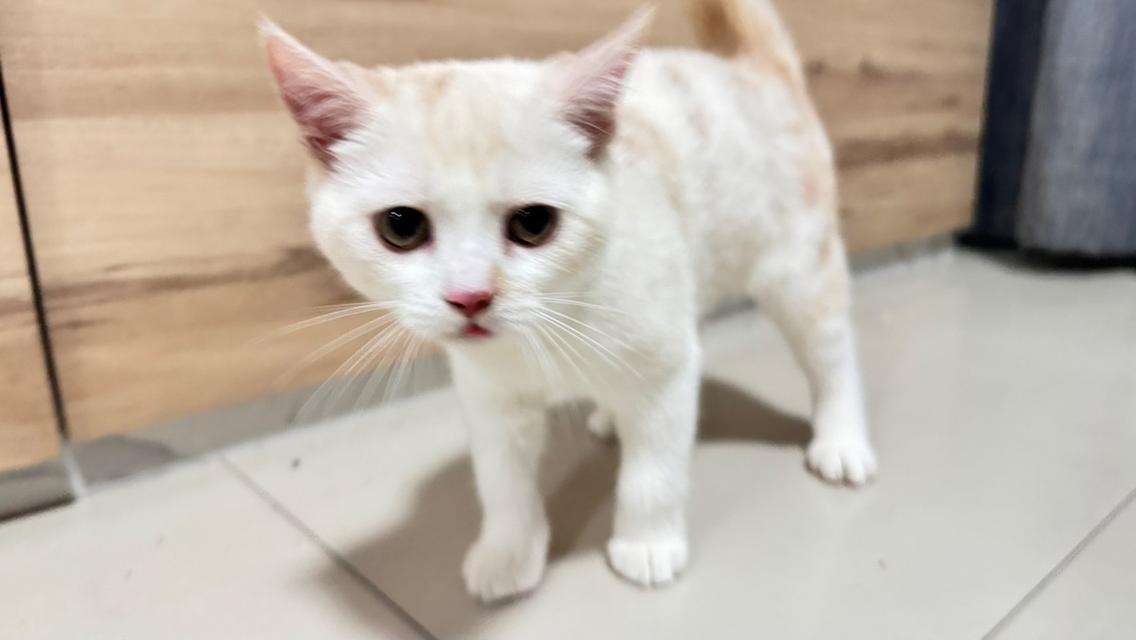 น้องแมวพร้อมย้ายบ้าน 3