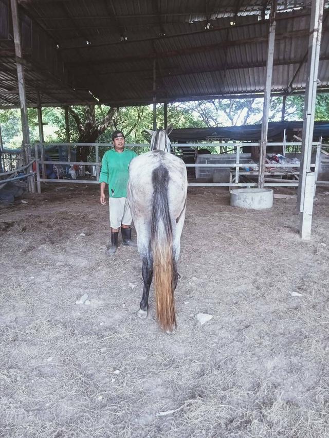 แม่ม้าอันดาลูเซียเลือดร้อย ติดท้องแล้ว ลูกแนวอัซเตกา (Azteca) สายเม็กซิโก รูปย่อยที่ 3