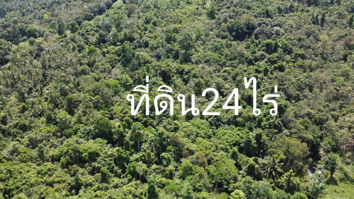 ขายที่ดิน24ไร่บนเกาะสมุย 4