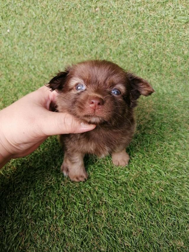 ปอมชิวาว่า พร้อมย้าย รูปที่ 5