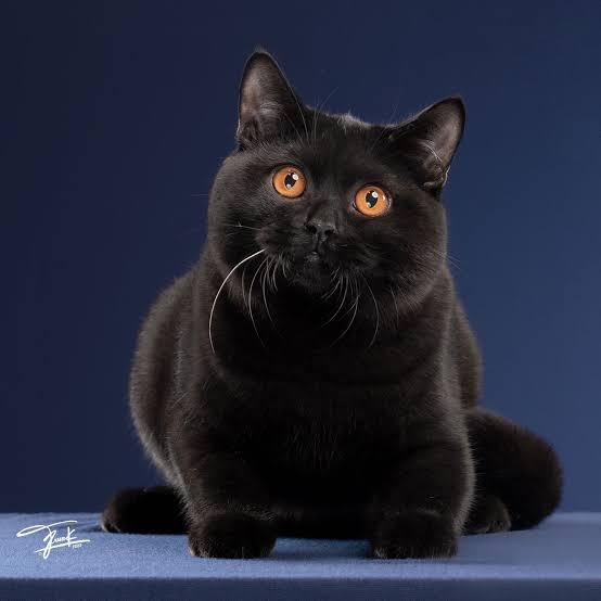 แมวบริติช ช็อตแฮร์ สีดำ 1