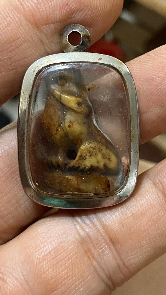 เสือโห่หลวงปู่บุญ วัดกลางบางเเก้ว รูปที่ 1