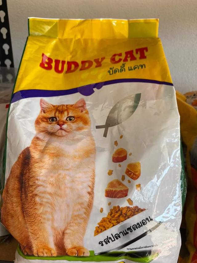 BUDDY CAT 2