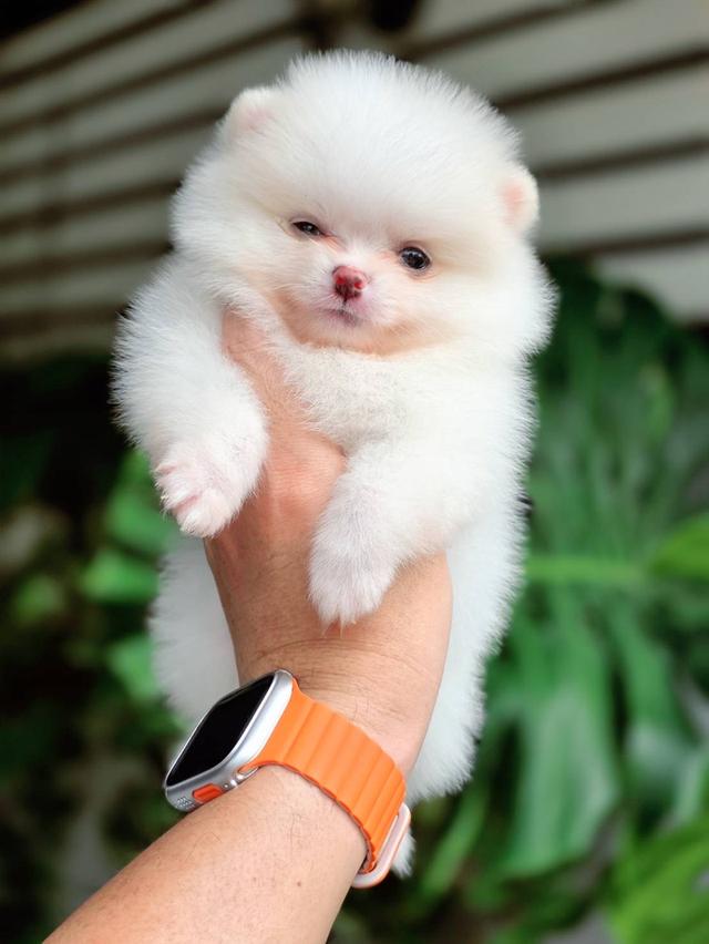 ปอมเมอเรเนียนแท้ ทีคัพ สีขาวเพศเมีย รูปที่ 4