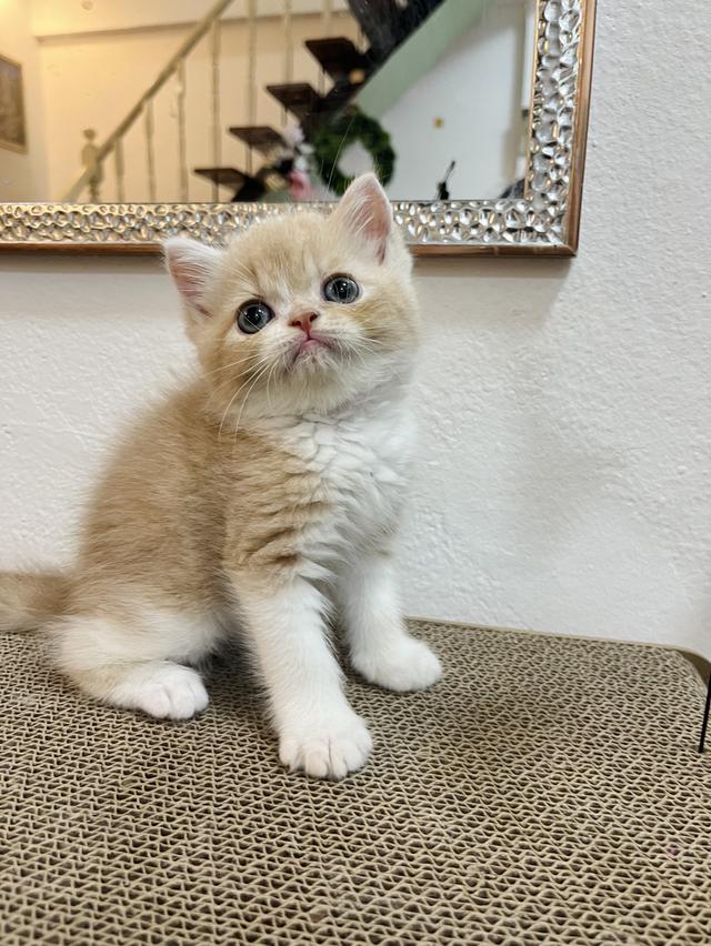 แมว EXO ติกสีครีม 🔥🔥