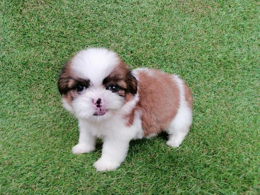 ชิสุห์เเท้ พร้อมย้าย 15