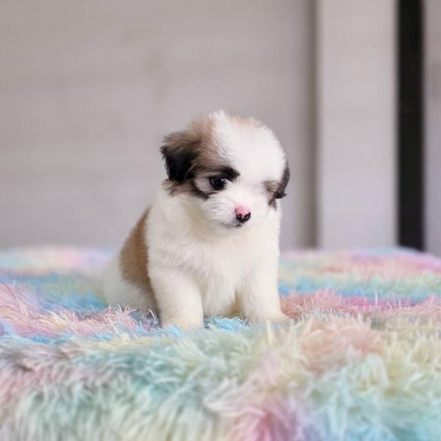 ชิสุผสมปอม เพศผู้ พิกัดรามอินทรา 8