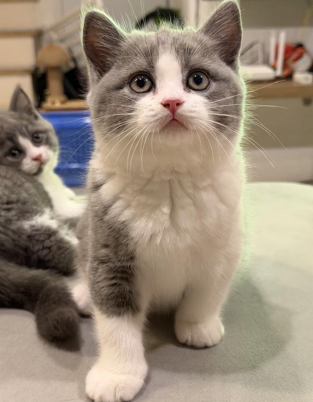 แมวบริติชสายเลือดแชมป์ รูปที่ 3