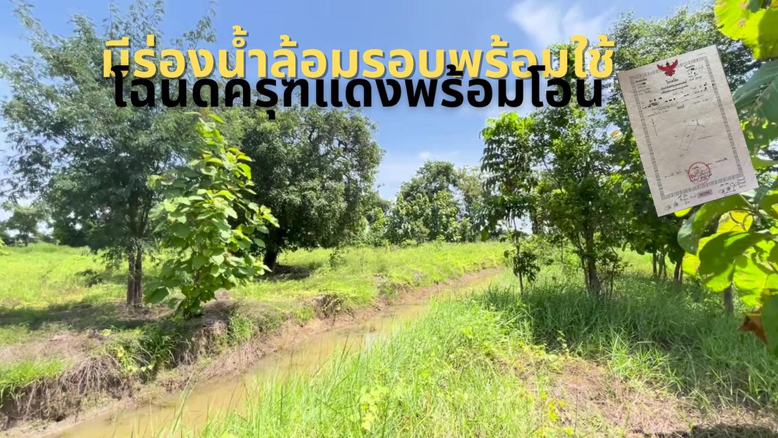 ที่ดินสวนป่า สร้างรายได้ อู่ทอง สุพรรณบุรี ขนาด 10 ไร่  5