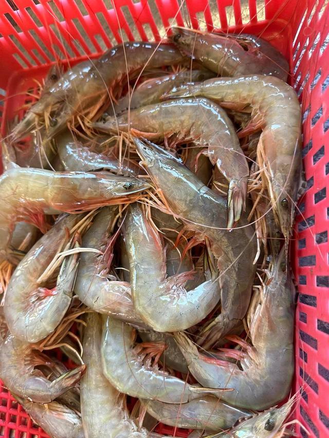 กุ้งแชบ๊วย สดๆใหม่ๆ  3