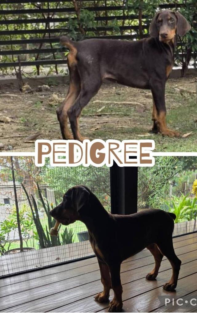 ลูกหมา Doberman Pure Bred Champion Line เพศเมีย สีแดง มี 3 ตัว มี Pedigree/Certificate ตัดหางแล้ว รูปที่ 15
