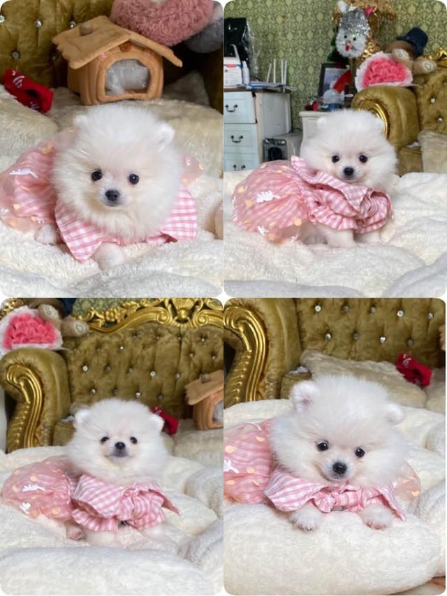 ลูกปอมเมอเรเนียน ทีคัพ อ้วนกลมฟู น่ารัก ทรงสวย พร้อมส่ง รูปที่ 9