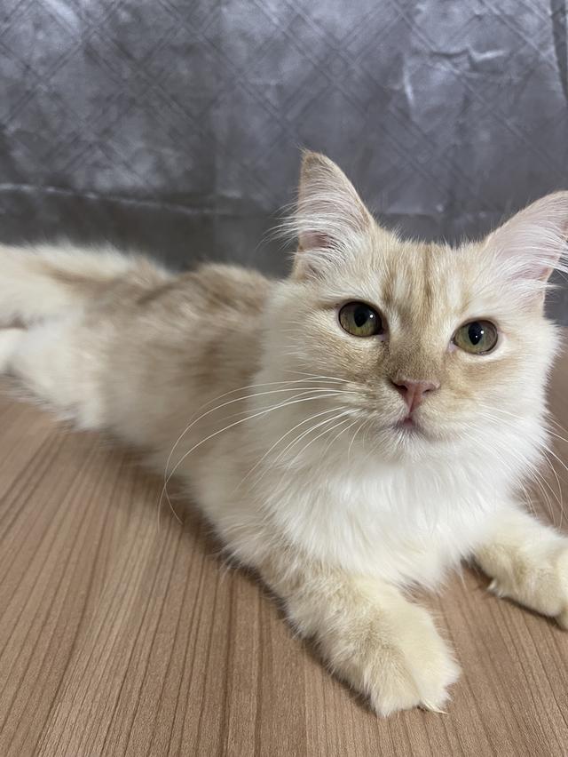 น้องแมวพันธุ์ หิมาลายันผสมชินชิล่า เพศผู้ พร้อมฉีดยาครับ