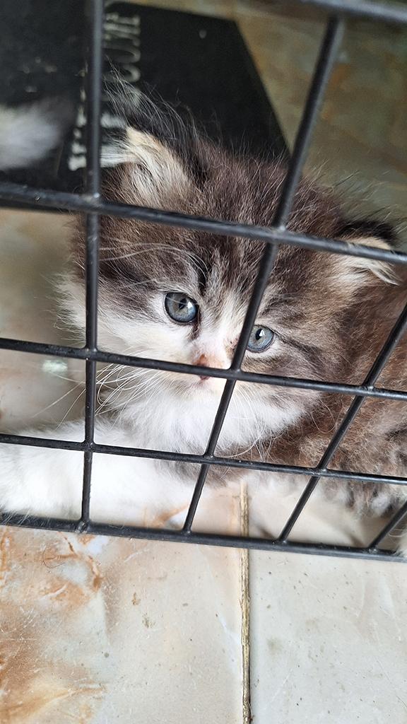 ลูกแมวเปอร์เซียแท้ ไม่ผสม 6