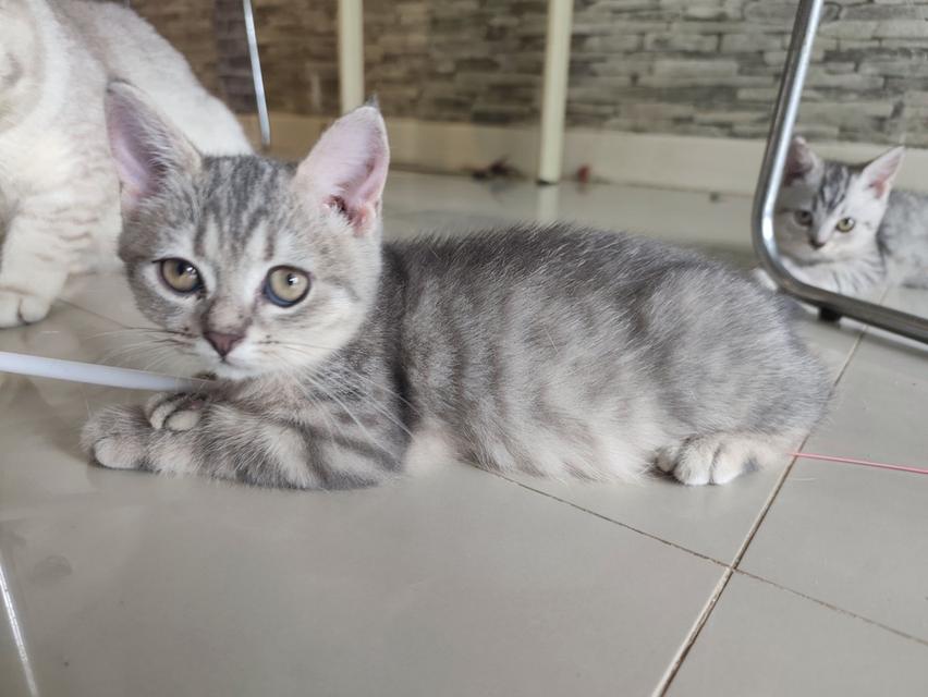 ลูกแมวสก็อตติสโฟลด์แท้