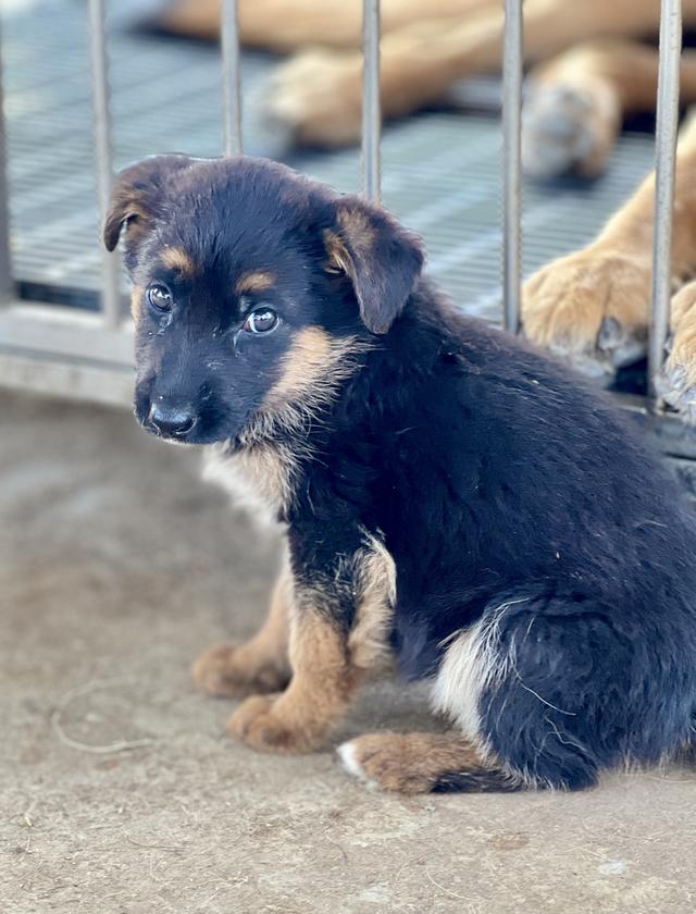 ลูกสุนัขอาเซเซี่ยนเพศเมีย