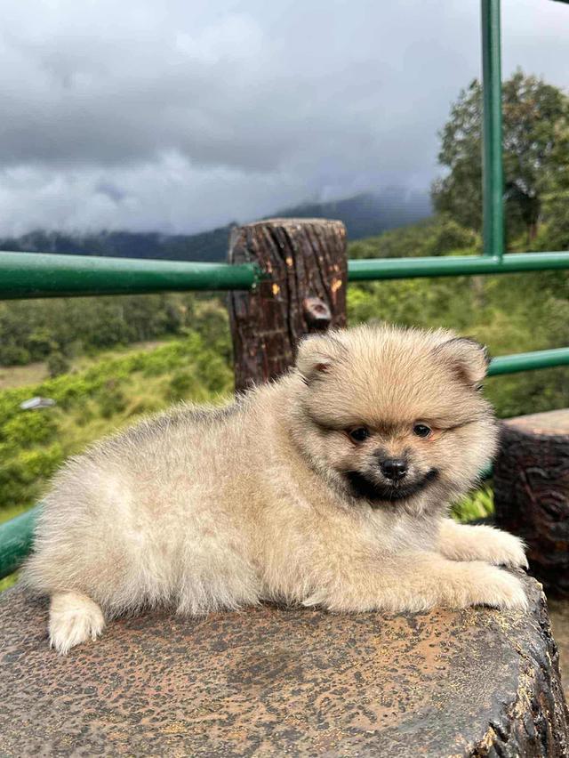 สัตว์เลี้ยง เชียงใหม่ ปอมแท้ 100% 2