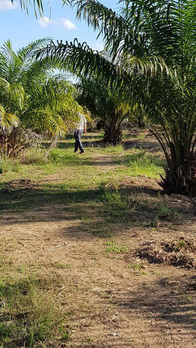 Palm plantation for sale 31 rai of land. 4