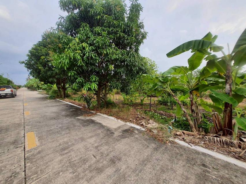 🔊ขายด่วน‼️ที่ดินคลองห้า 200 ตารางวา💢ติดถนนคอนกรีตสาธารณะ📮ซอย คลองห้า ตต.57 อ.คลองหลวง จ.ปทุมธานี📲095-878-4465   4