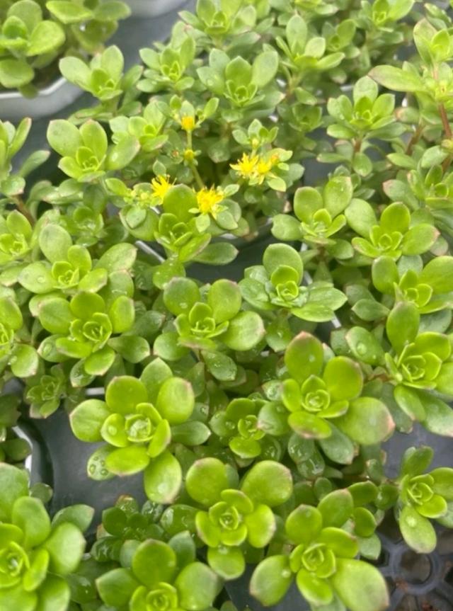 Sedum Cepaea L. 4