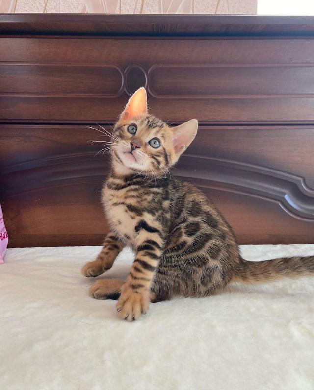 make and female Bengal kittens available