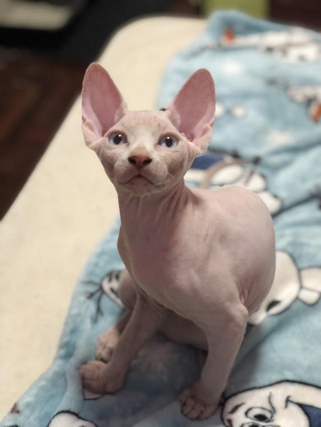 Sphynx cat แมวสฟิงซ์ сфинкс-кошка 4