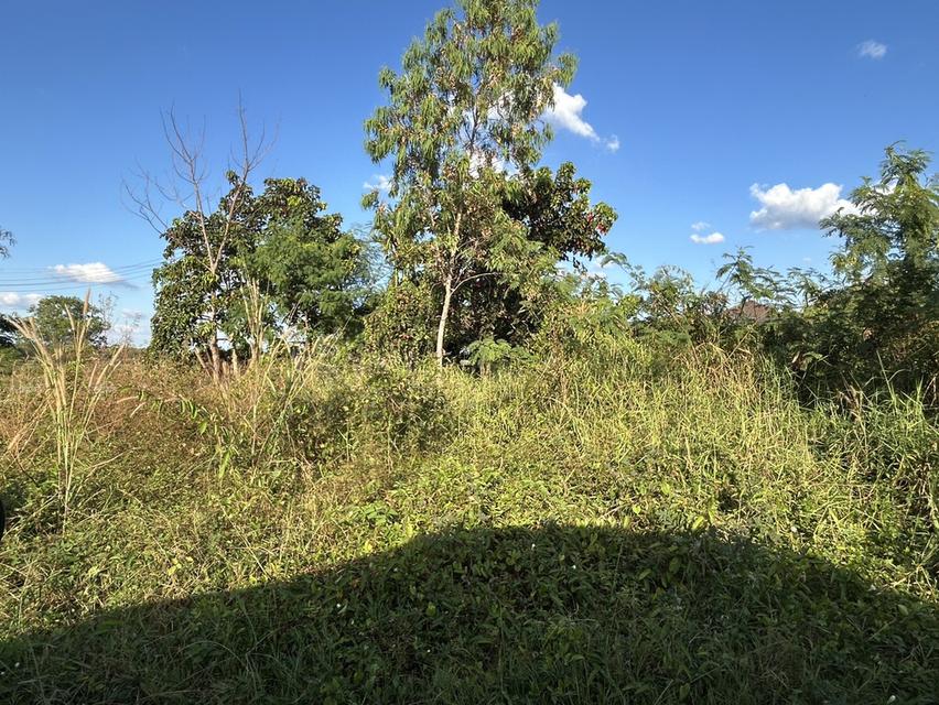 ที่ดินเปล่า ระยอง อำเภอเมืองระยอง 1