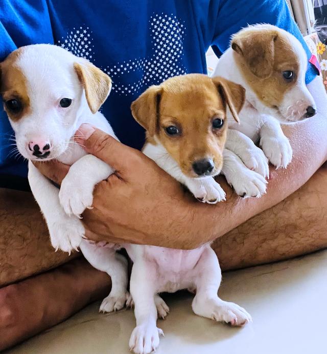 ลูกสุนัข jackrussell