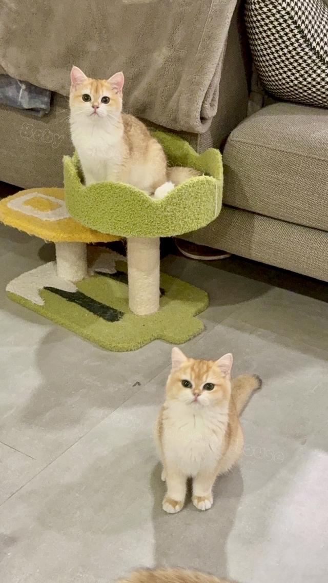 เด็กหญิง British Shorthair