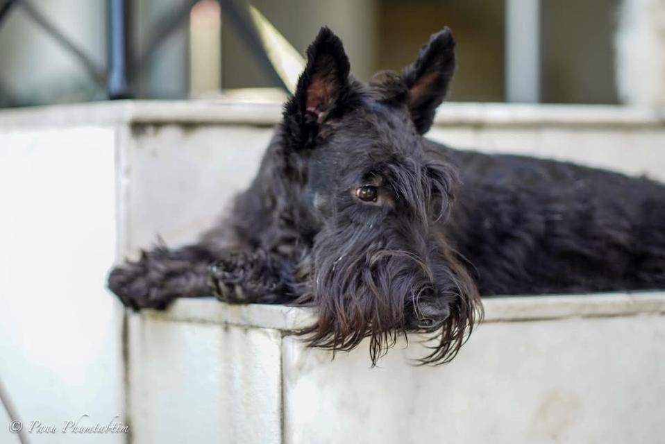 สุนัข Scottish Terrier หาบ้าน 2