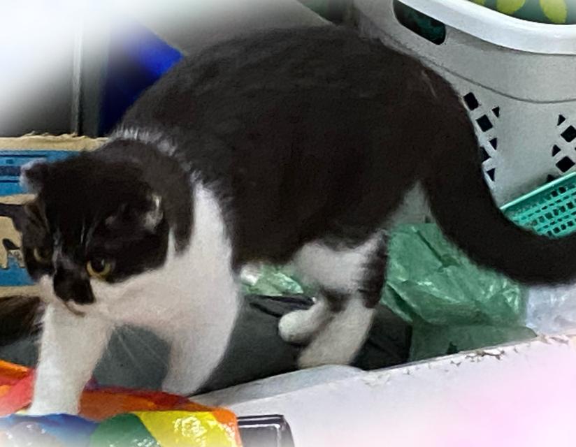 แมวพันธุ์สก็อตติช 5