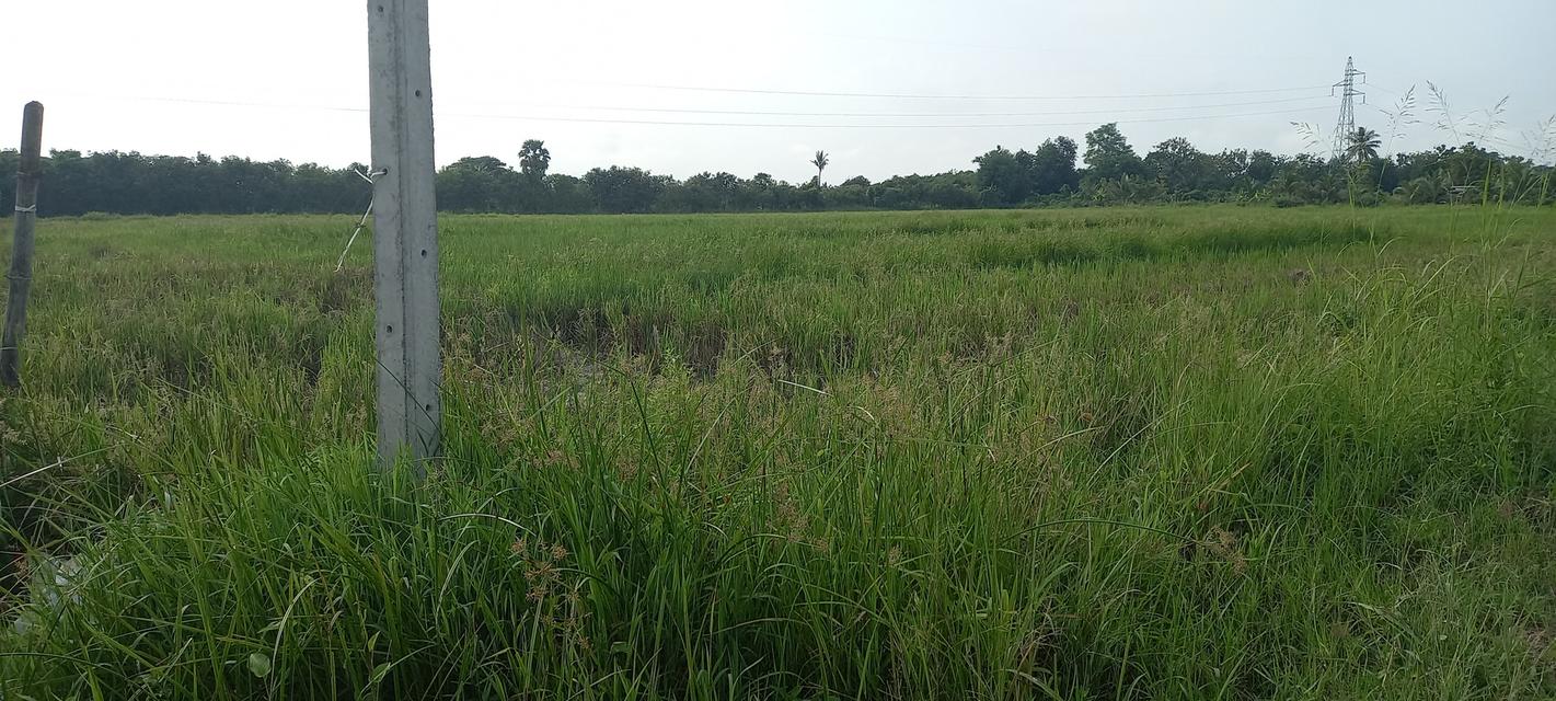 ที่ดินในอำเภอเมืองลำพูน 4