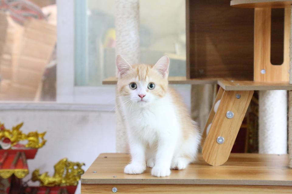 ลูกแมวบริติชหิมาลายันพร้อมย้ายบ้าน รูปที่ 15