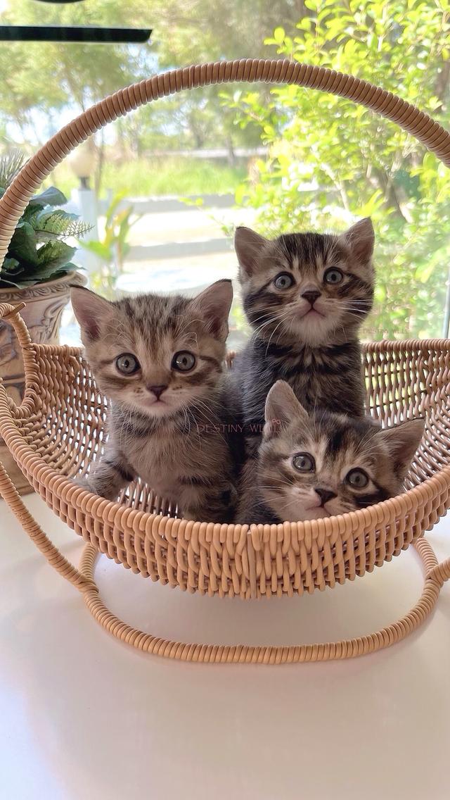 แมวสก๊อตติชโฟลด์ มีใบเพด scfc รูปที่ 2