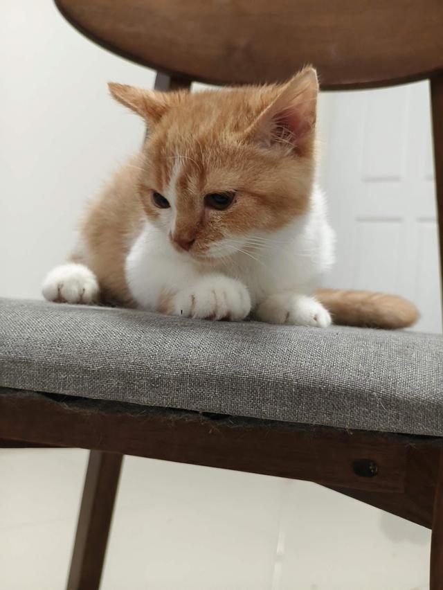 น้องยังไม่มีชื่อสีส้มเข้ม 4
