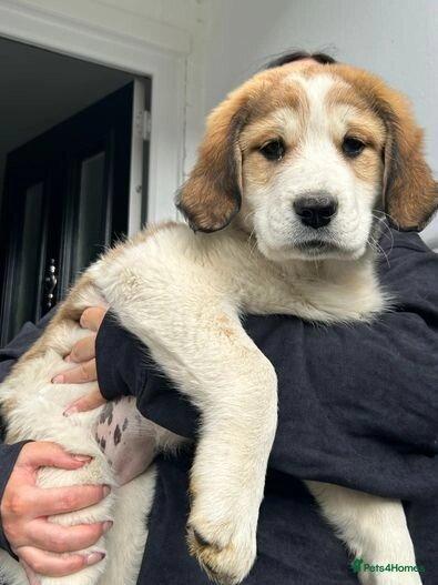 Central Asian Ovtcharka Puppies