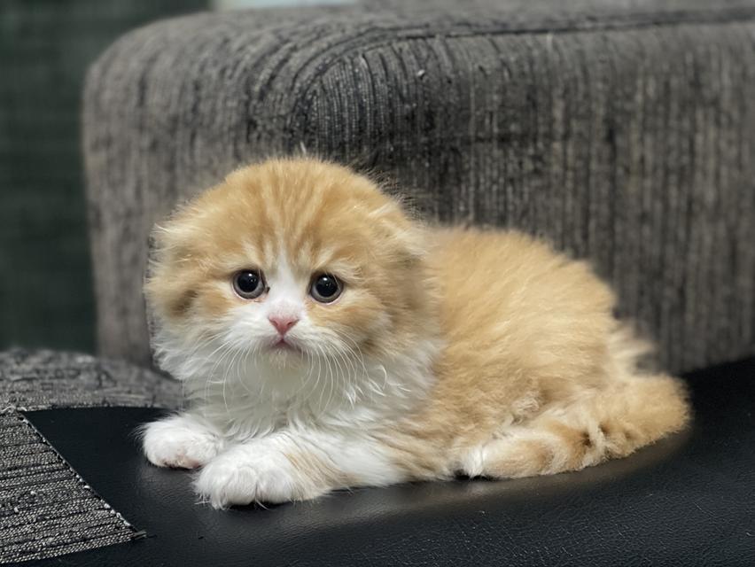 น้องส้มมงคล-เพศผู้(เกิด19/9/68)