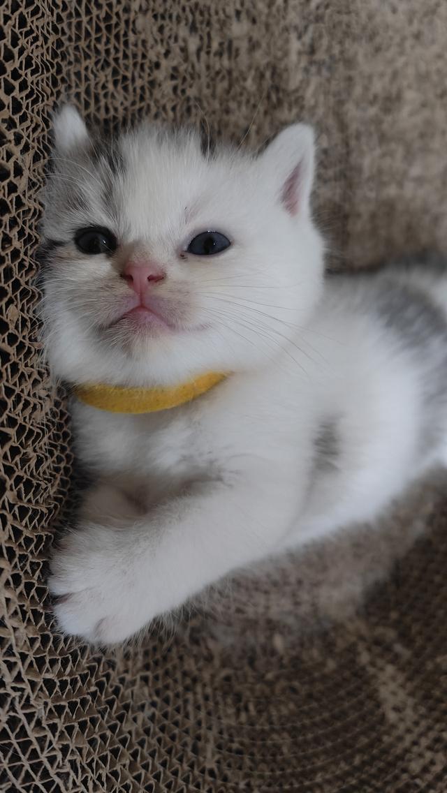 Scottish Fold (boy)