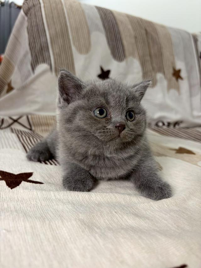 British shorthair WCF